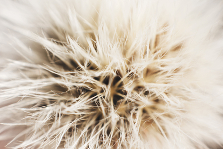dandelion with parachutes close-up. background . dandelion in bloomの写真素材