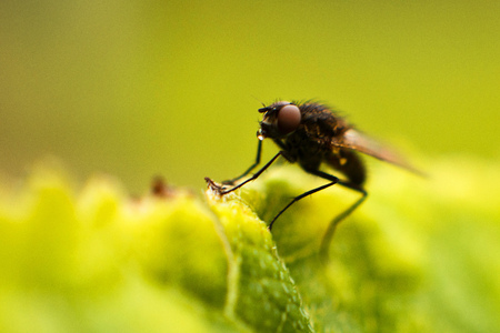 fly fly closeup. a fly on a leafの写真素材