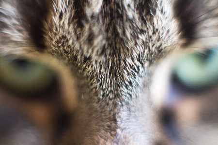 cat's eye close up. gray cat's headの写真素材
