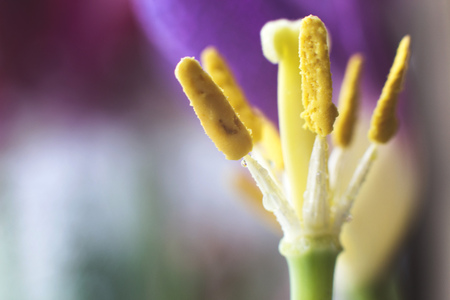 Pistil Tulip Macro. flower close-up