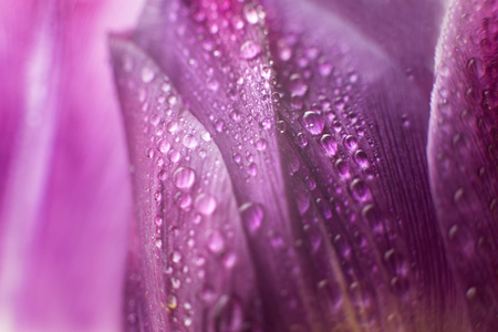 flower petal with water droplets macro. tulipの写真素材