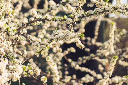 branch of a flowering tree. tree in bloom