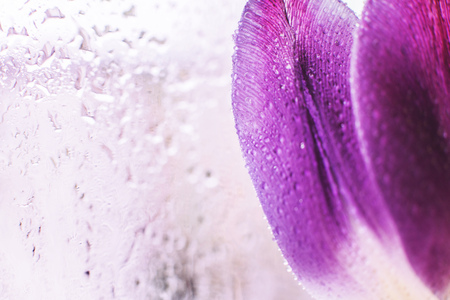 flower petal with water droplets macro. tulipの写真素材