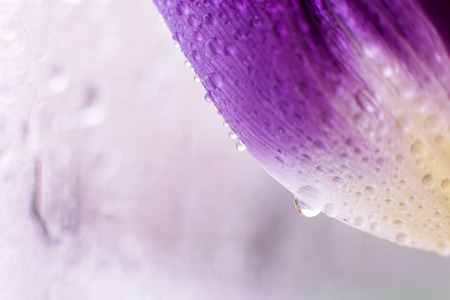 flower petal with water droplets macro. tulipの写真素材