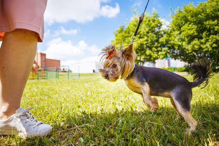 a girl is walking with a dog in the park. Yorkshire Terrierの写真素材