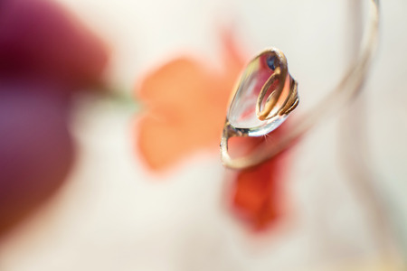water drop on the plant close  upの写真素材