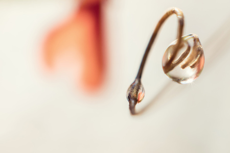 water drop on the plant close  upの写真素材