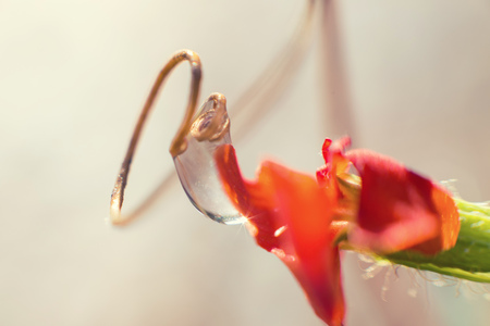 water drop on the plant with flower close  upの写真素材