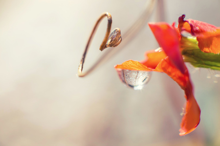water drop on the plant with flower close  upの写真素材
