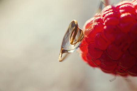 water drop on the raspberries close  upの写真素材