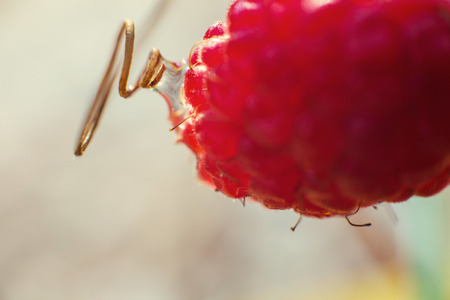 water drop on the raspberries close  upの写真素材