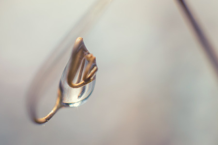 water drop on the plant close  upの写真素材