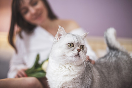 pregnant woman with a cat. cat is smelling the flowers. Scottish straight catの写真素材