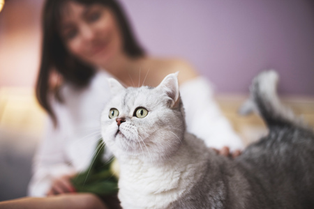 Scottish straight cat. portrait of domestic cat. cat with  his mistressの写真素材