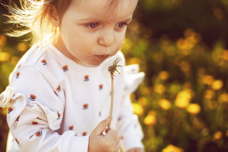 little girl blowing on a dandelion in a fieldの写真素材