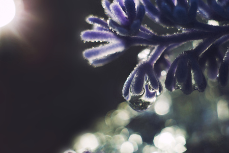 a drop of water on a flower petal. lavender. blue flower macro with beautiful bokeh in the rainの写真素材
