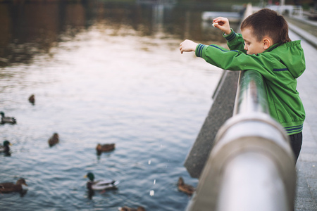 the boy feeds the ducks in the parkの写真素材