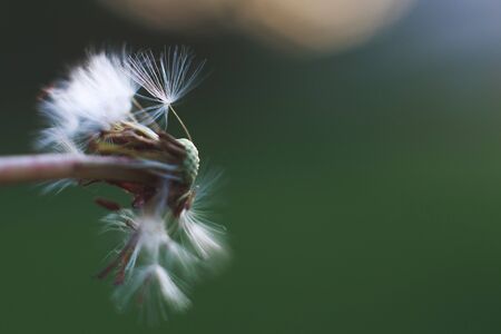 Dandelion parachutes close-up on green background