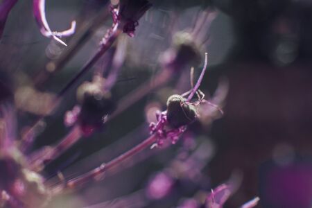 wild onions closeup.  purple flower background. wild leek background.の写真素材