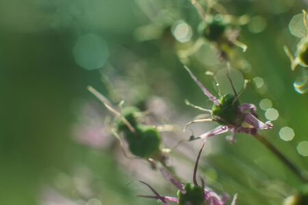 wild onions closeup.  green flower background. wild leek background.の写真素材