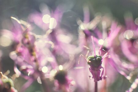 wild onions closeup.  purple flower background. wild leek background.の写真素材