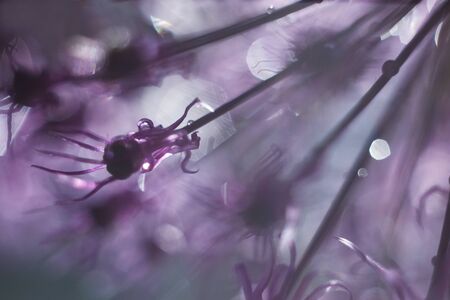 wild onions closeup.  purple flower background. wild leek background.