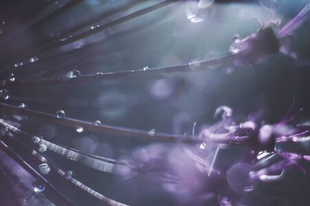 a drop of water on a purple flower. wild onions closeup.  wild leek background. abstract flower...