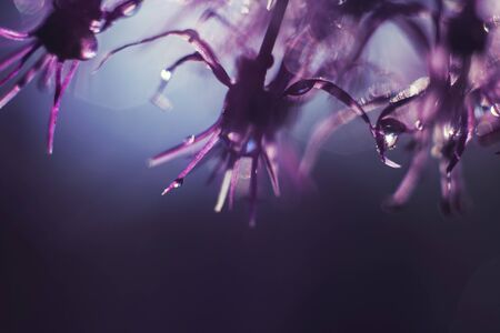 a drop of water on a purple flower. wild onions closeup.  wild leek background. abstract flower backgroundの写真素材