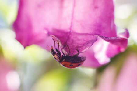 ladybug on  bell flower close up on a green background