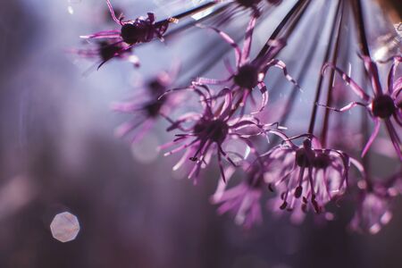 wild onions closeup.  purple flower background. wild leek background.