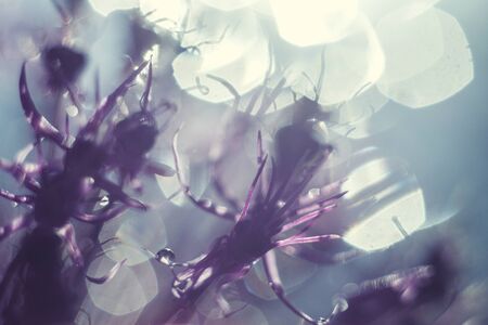 wild onions closeup.  purple flower background. wild leek background.の写真素材