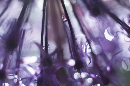 a drop of water on a purple flower. wild onions closeup.  wild leek background. abstract flower backgroundの写真素材
