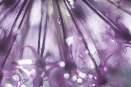 a drop of water on a purple flower. wild onions closeup.  wild leek background. abstract flower backgroundの写真素材