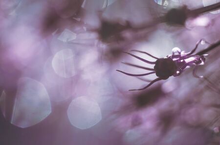 a drop of water on a purple flower. wild onions closeup.  wild leek background. abstract flower backgroundの写真素材