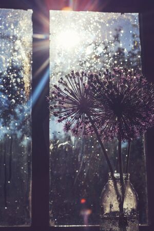 wild onions in a glass vase on the window.  wild leek at sunset. wild onions bouquetの写真素材