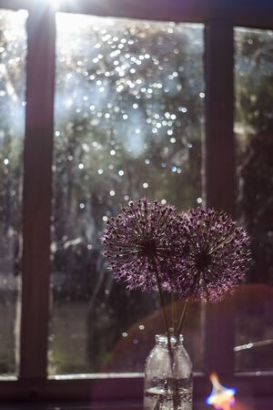 wild onions in a glass vase on the window.  wild leek at sunset. wild onions bouquetの写真素材