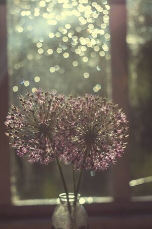 wild onions in a glass vase on the window.  wild leek at sunset. wild onions bouquetの写真素材