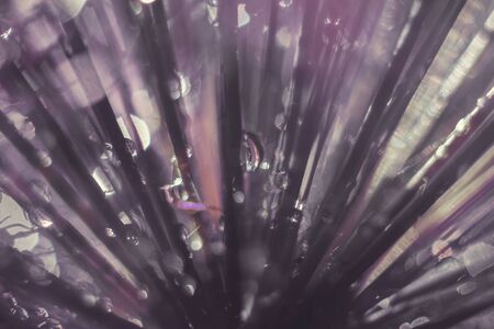 a drop of water on a purple flower. wild onions closeup.  wild leek background. abstract flower backgroundの写真素材