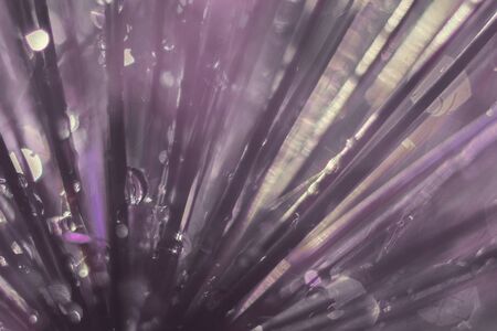 a drop of water on a purple flower. wild onions closeup.  wild leek background. abstract flower backgroundの写真素材
