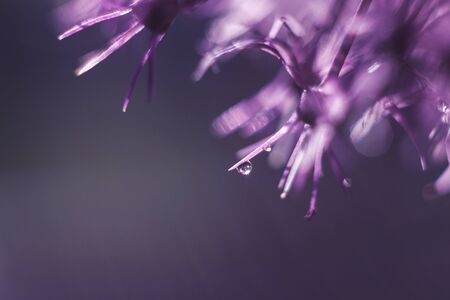 a drop of water on a purple flower. wild onions closeup.  wild leek background. abstract flower backgroundの写真素材