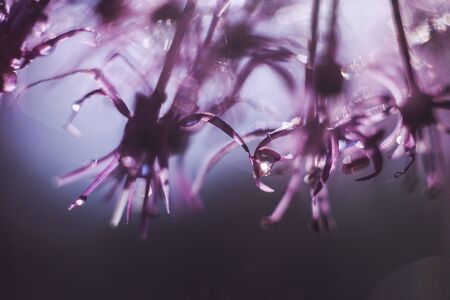 a drop of water on a purple flower. wild onions closeup.  wild leek background. abstract flower backgroundの写真素材