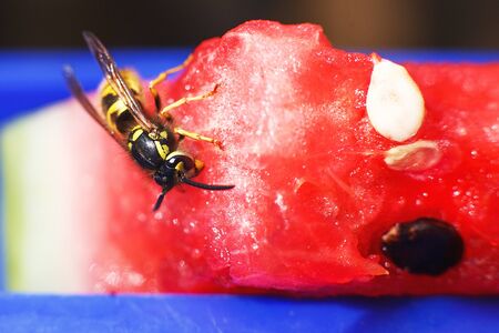 wasp on a watermelon close up on a blue background.  A wasp macro.の写真素材