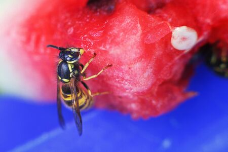 wasp on a watermelon close up on a blue background.  A wasp macro.の写真素材