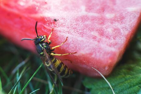 wasp on a watermelon close up on a grass background.  A wasp macro.の写真素材