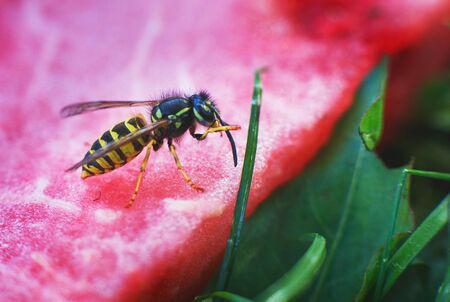 wasp on a watermelon close up on a grass background.  A wasp macro.の写真素材