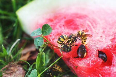 wasp on a watermelon close up on a grass background.  A wasp macro.  wasps mateの写真素材