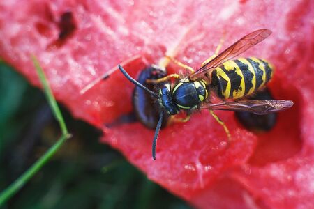 wasp on a watermelon close up on a grass background.  A wasp macro.の写真素材