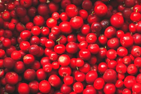 many berries of red lingonberry. lingonberry background. lingonberry closeの写真素材