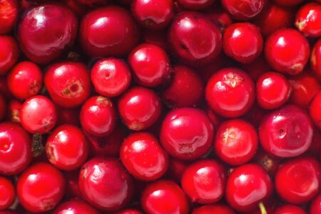 many berries of red lingonberry. lingonberry background. lingonberry close