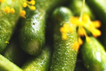 gherkins cucumbers top view.  pickled cucumbers backgroundの写真素材